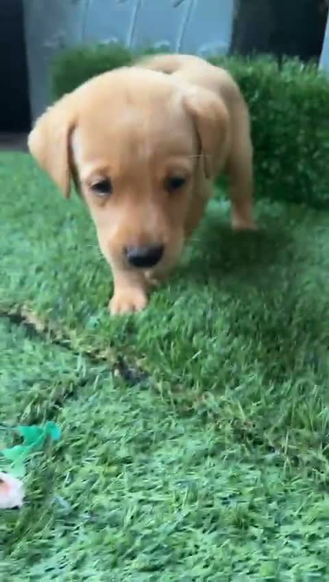 Labrador Retriever dogs for sale: Yellow Labradors  - Video 1
