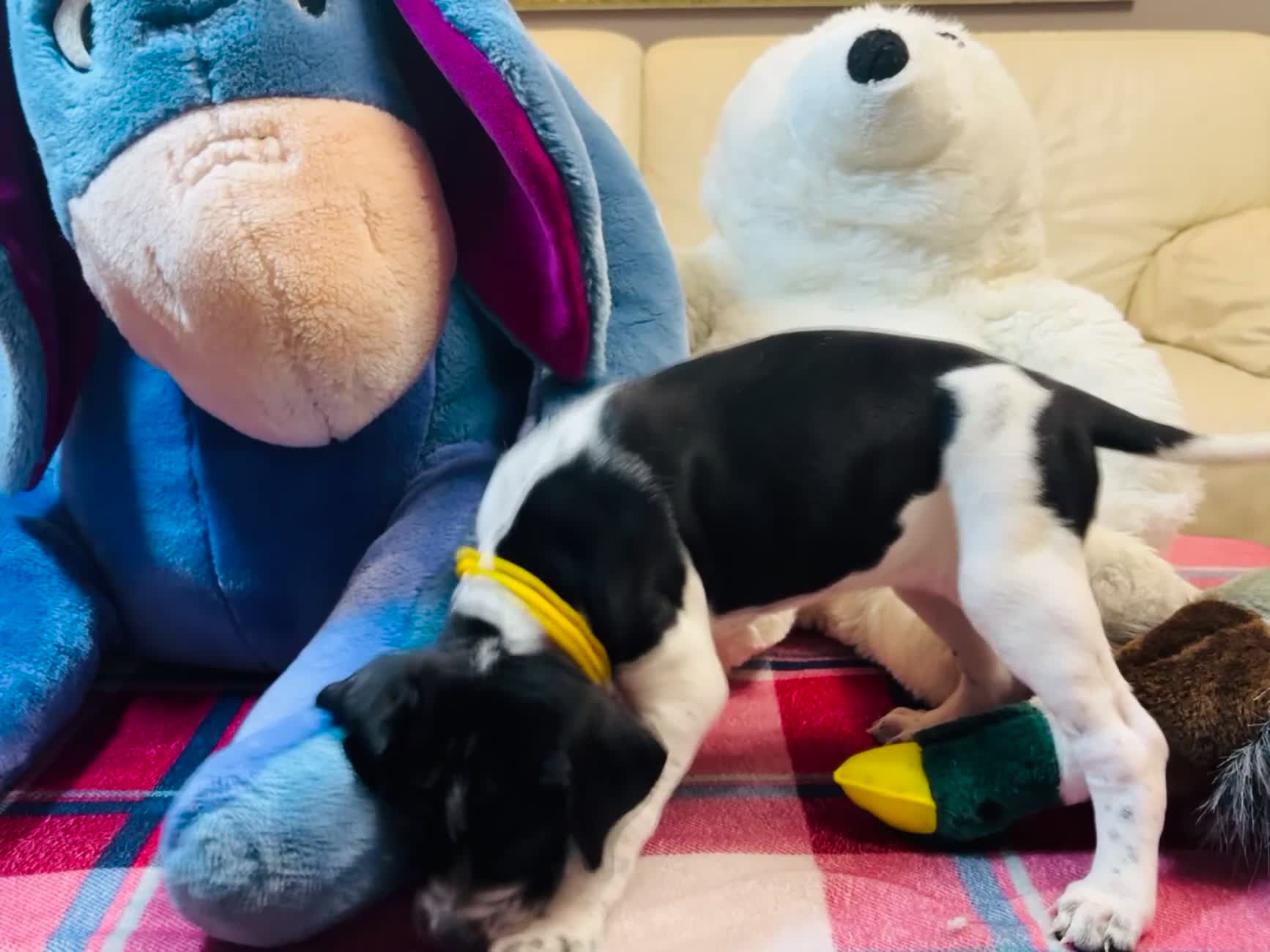 Pointer dogs for sale: Pedigree Pointer Pups - Video 2