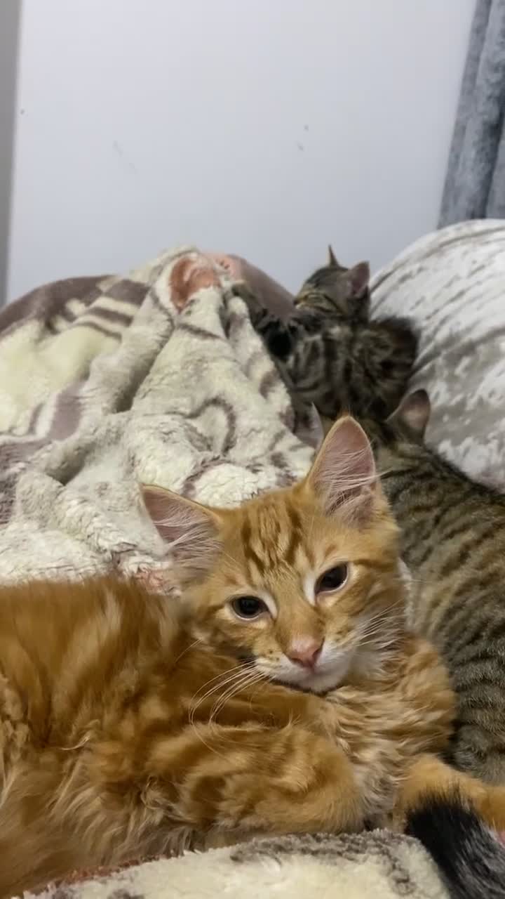 British Longhair cats for sale: Affectionate kittens ready for forever homes. - Video 3