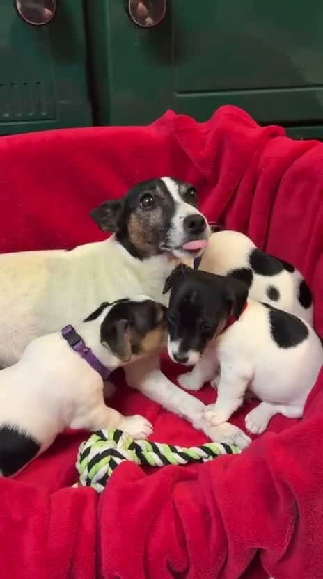 Jack Russell dogs for sale: Gorgeous Jack Russell puppies  in Carmarthen - Video 2