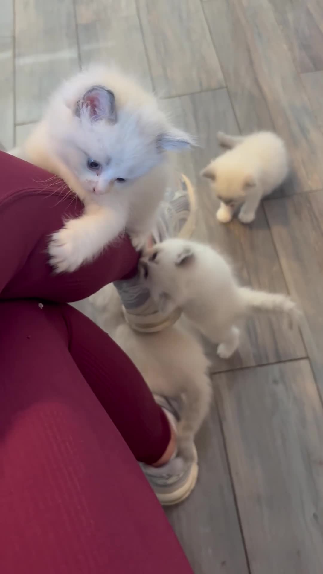 Ragdoll cats for sale: Beautiful girl Ragdolls  - Video 3