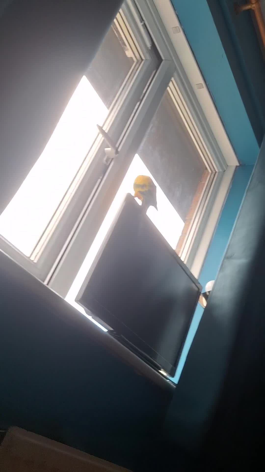 Conures birds for sale: 2 year old Sun Conure for sale. - Video 4