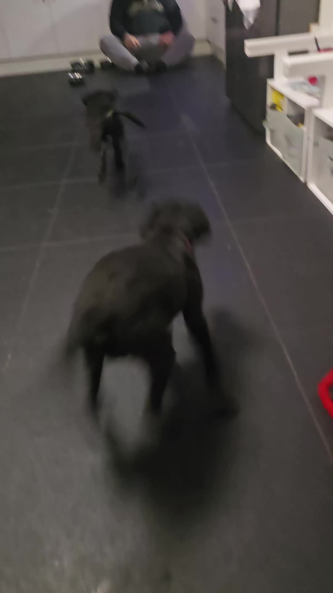 Labrador Retriever dogs for sale: Black labrador puppies ready for collection - Video 1