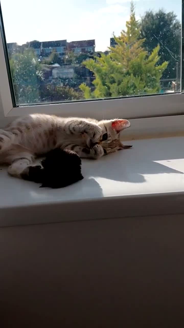 Bengal cats for sale: Pure Bengal kittens for sale - Video 2