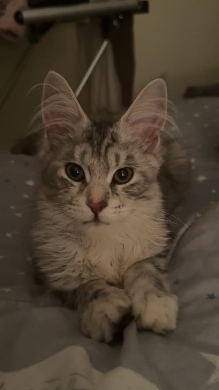 Maine Coon cats for sale: Female main coon  - Video 2