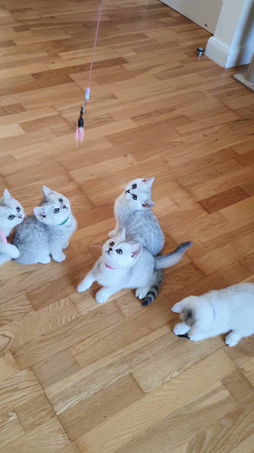 British Shorthair cats for sale: ✨British Shorthair Silver‑Shaded Chinchilla Kitten - Video 1