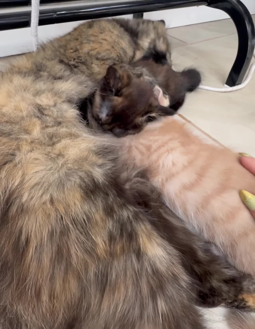 Mixed Breed cats for sale: Two Gorgeous Maine Coon cross Kittens. - Video 2