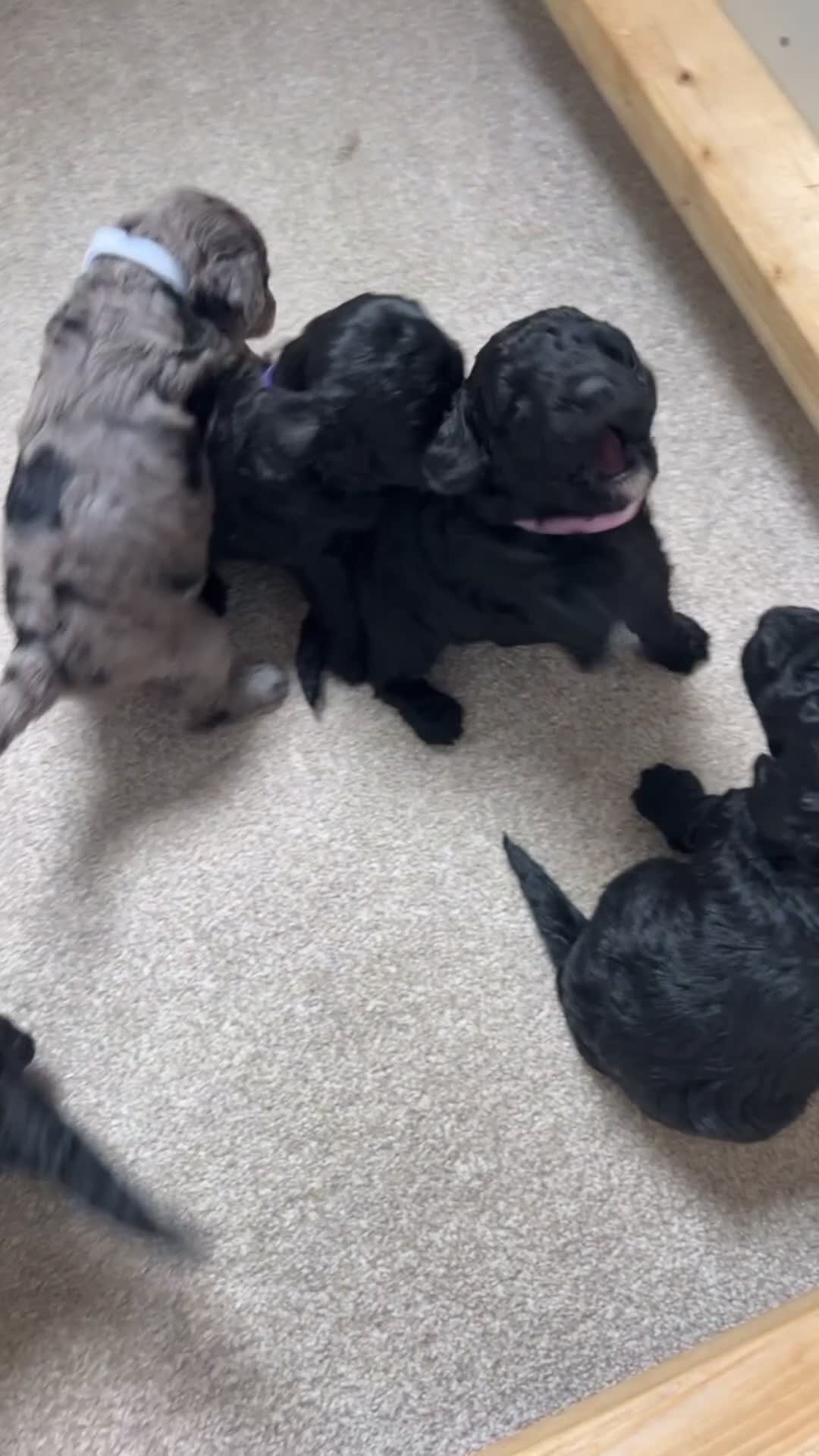 Cockapoo dogs for sale: Beautiful F1b cockapoo pups - Video 2