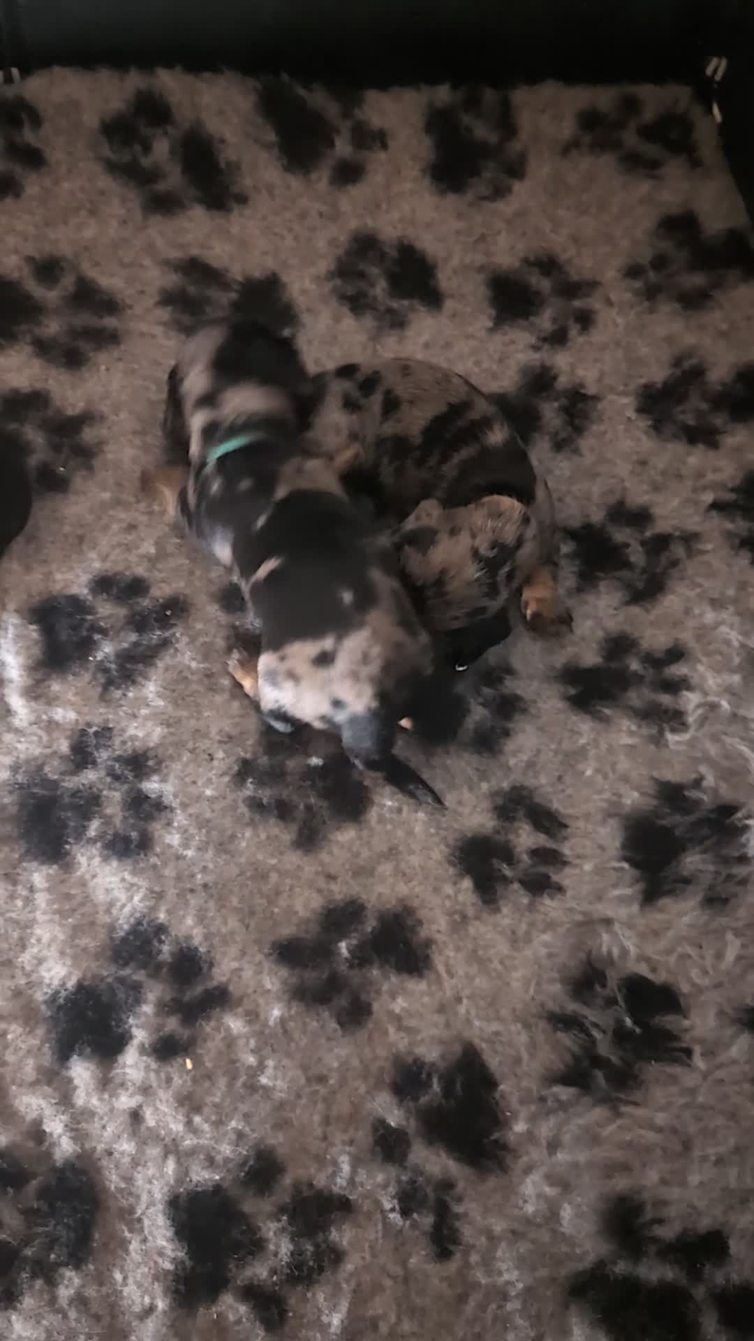 Dachshund dogs for sale: Wirehaired x smooth Dachshund  - Video 2