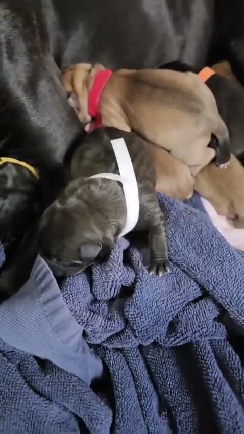 Mixed Breed dogs for sale: Staffy X  in Jarrow - Video 1