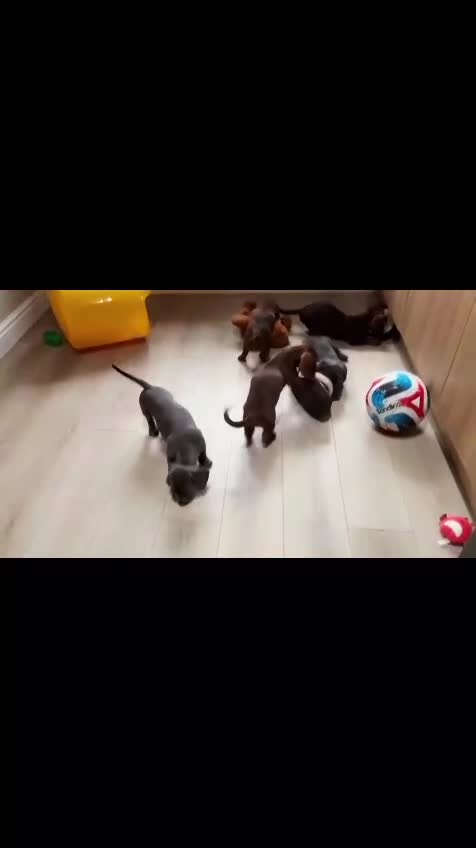 Dachshund dogs for sale: Stunning Solid Blue & Choc & Tan Dachshunds  - Video 1