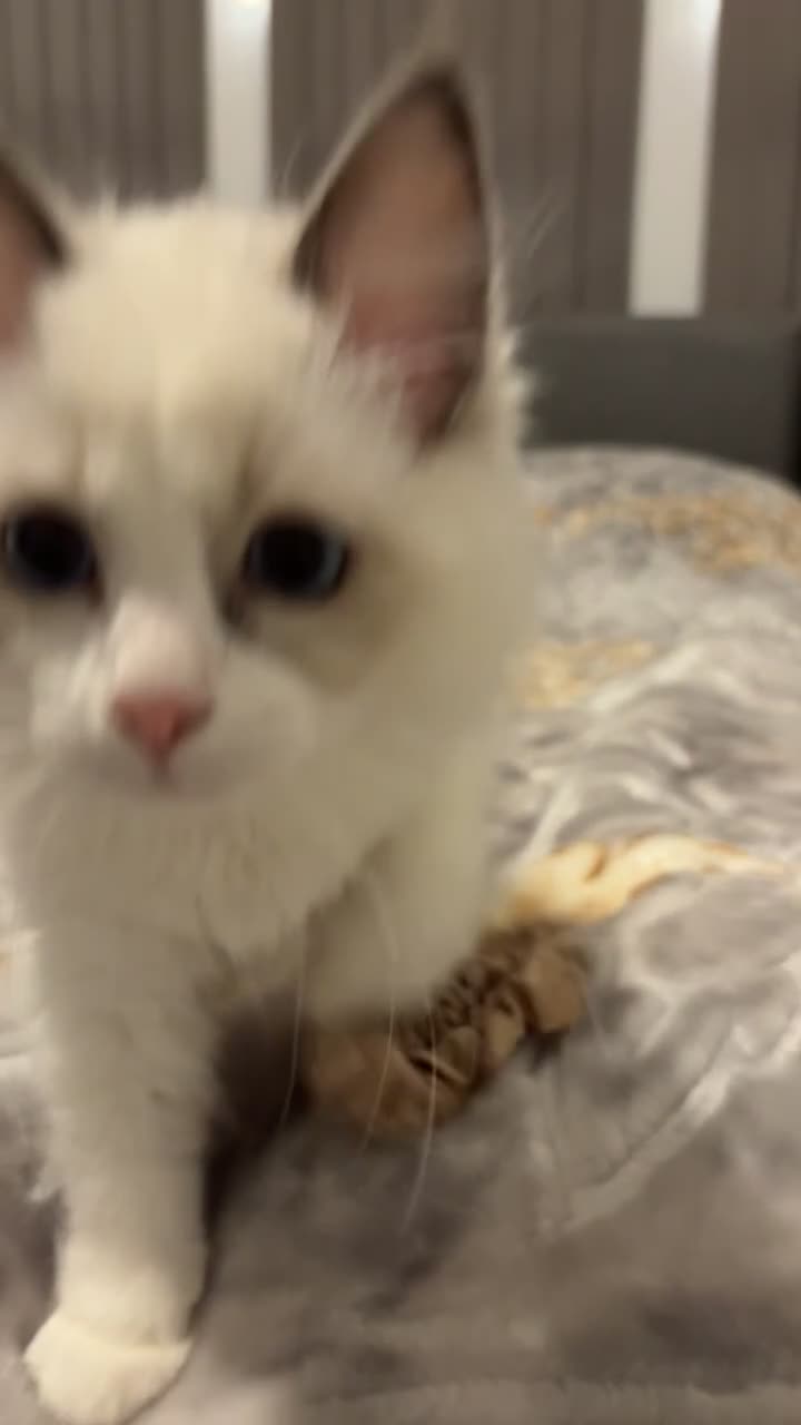 Ragdoll cats for sale: White Female Ragdoll for sale - Video 2