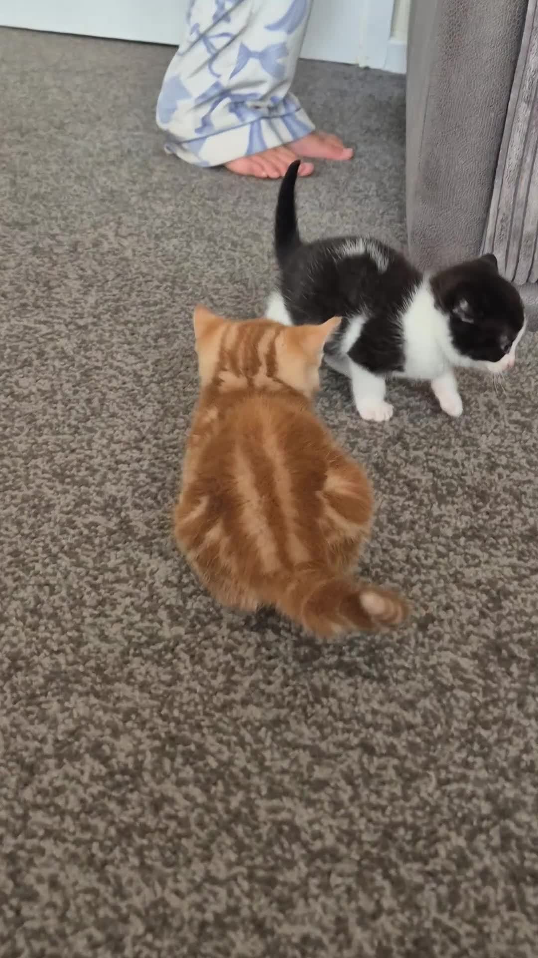 Mixed Breed cats for sale: Rare female ginger kitten - Video 1