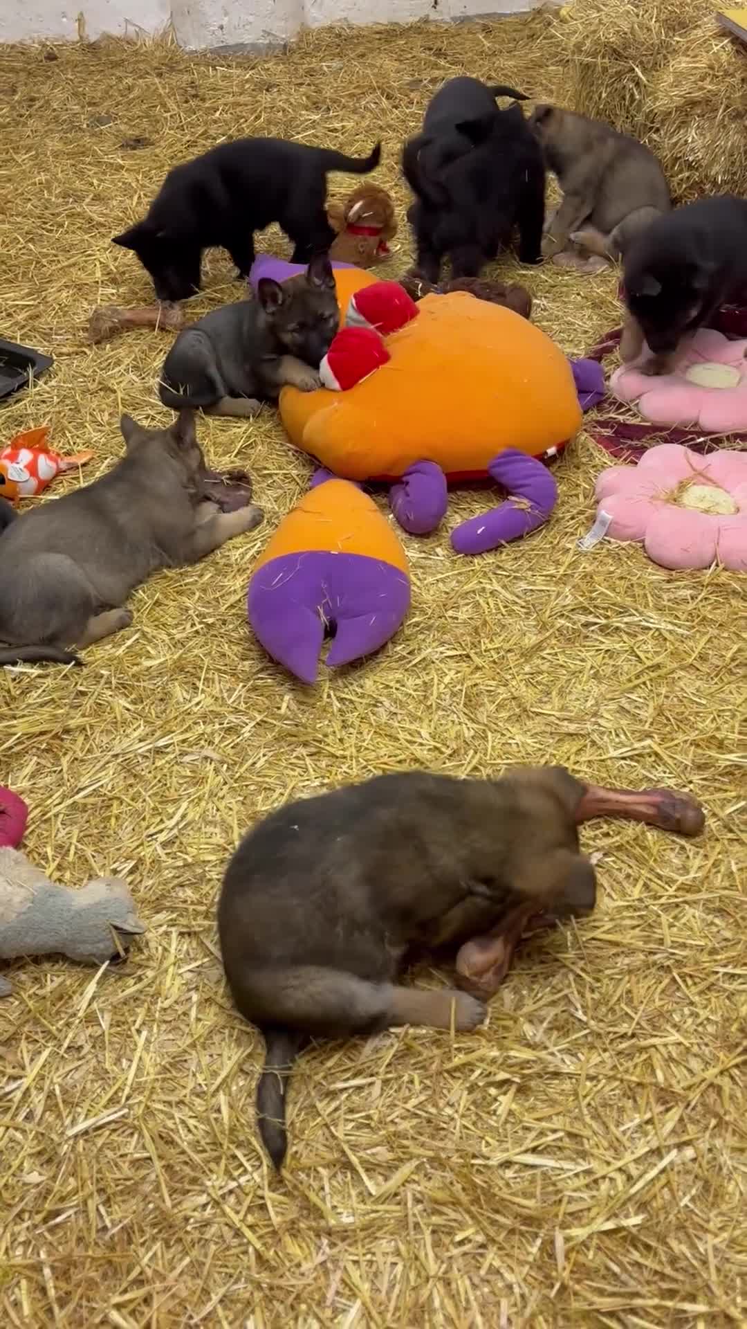 German Shepherd dogs for sale: Beautiful German Shepard puppies - Video 2