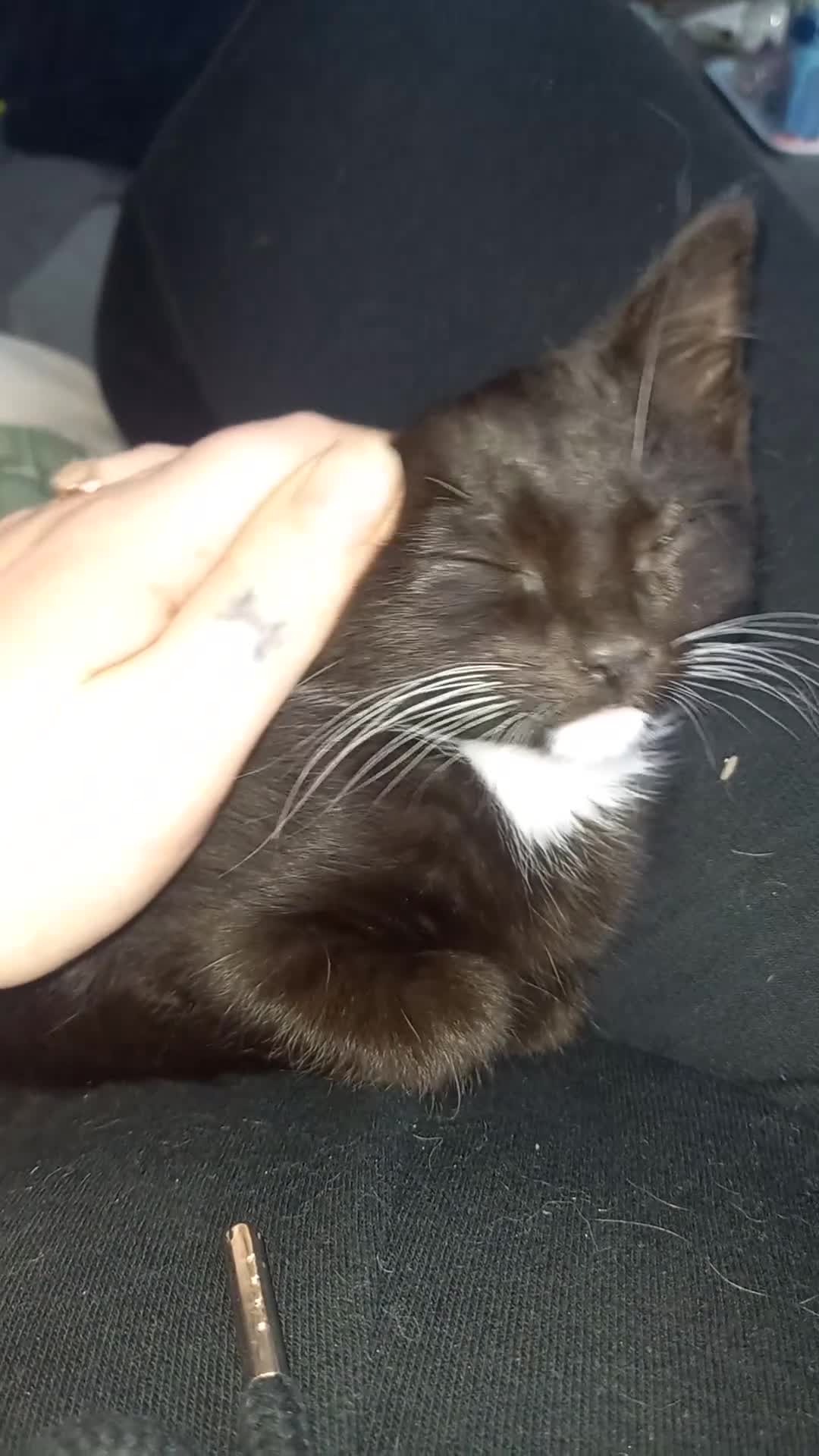 Mixed Breed cats for sale: Beautiful male kitten 13 weeks old in Norwich - Video 1