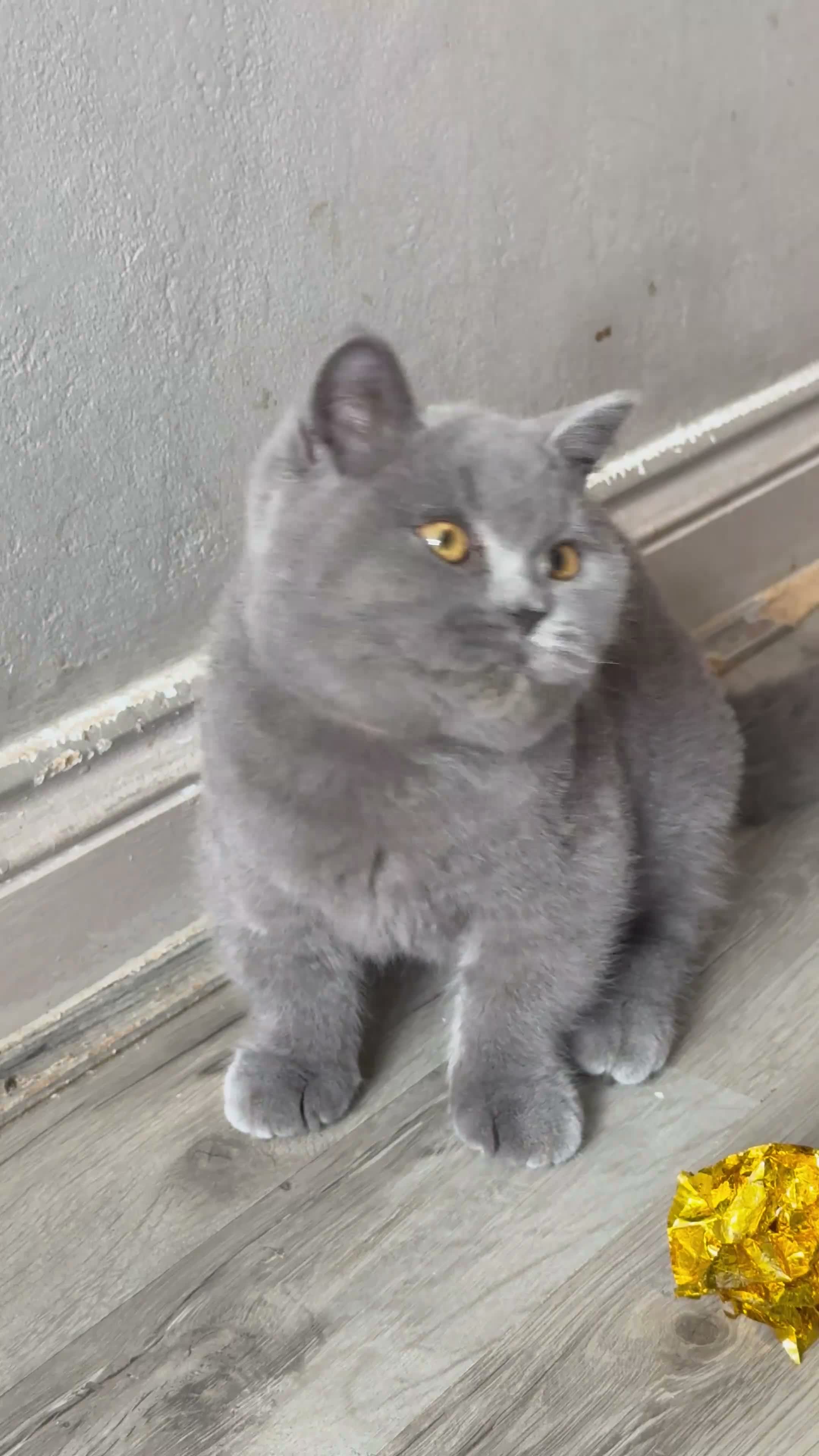 British Shorthair cats for sale: Older BSH kittens looking for their forever home🐾 - Video 1