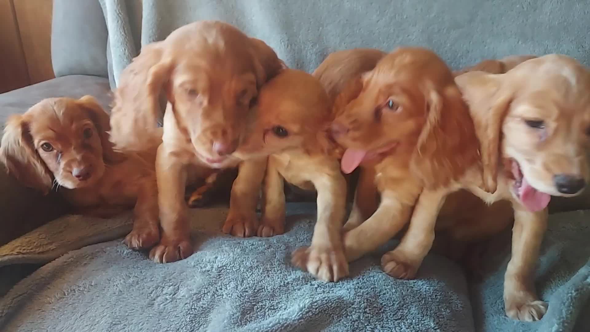 Cocker Spaniel dogs for sale: Beautiful health checked cocker spaniel puppies - Video 1