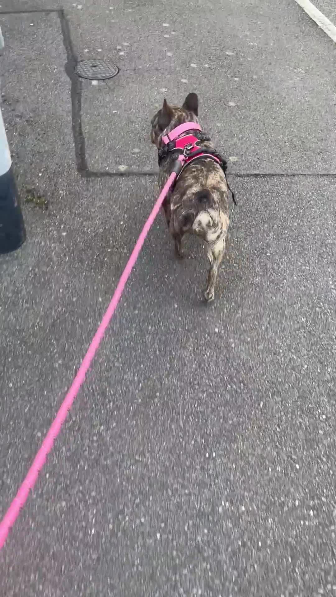 French Bulldog dogs for sale: Beautiful female Frenchie  - Video 1