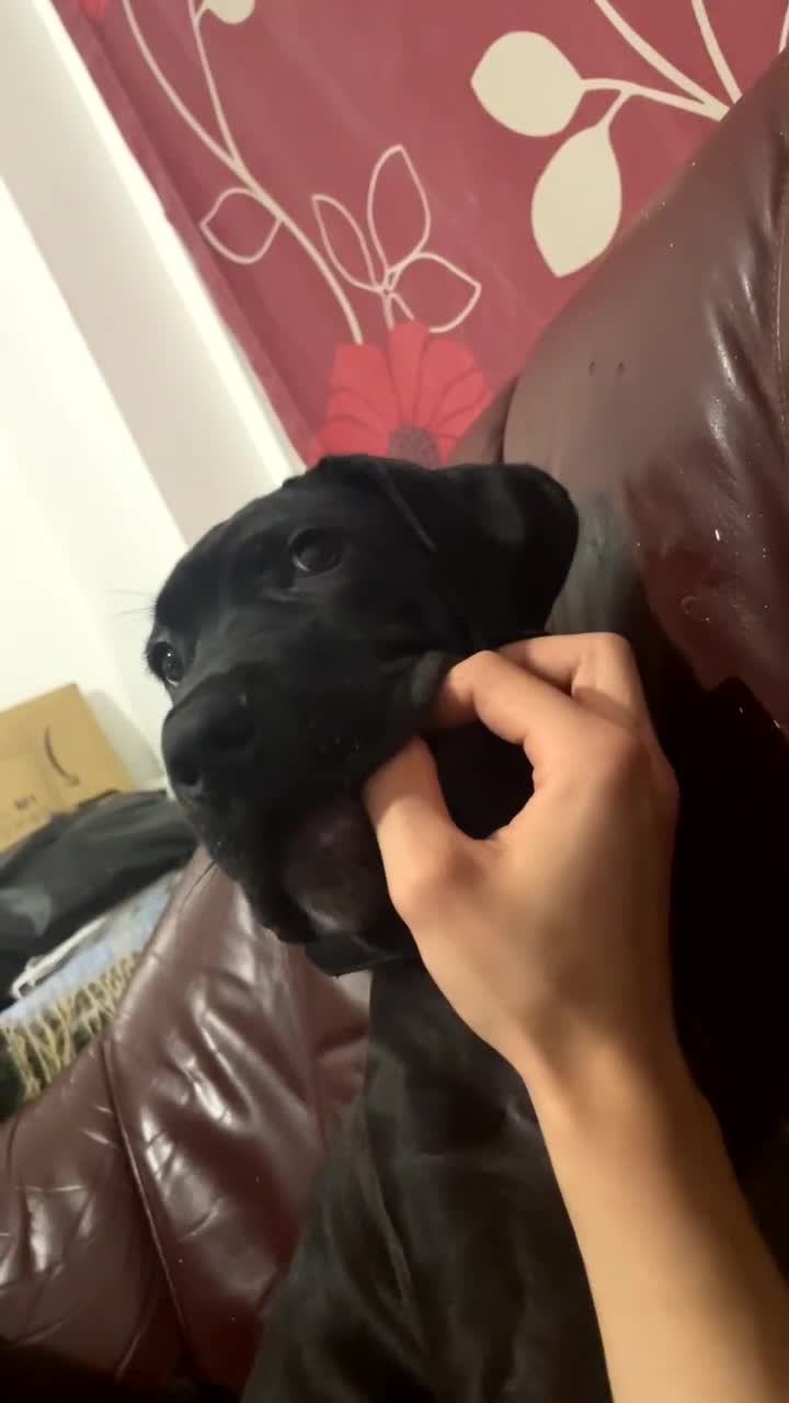 Cane Corso dogs for sale: 4 month old Cane Corso - Video 1