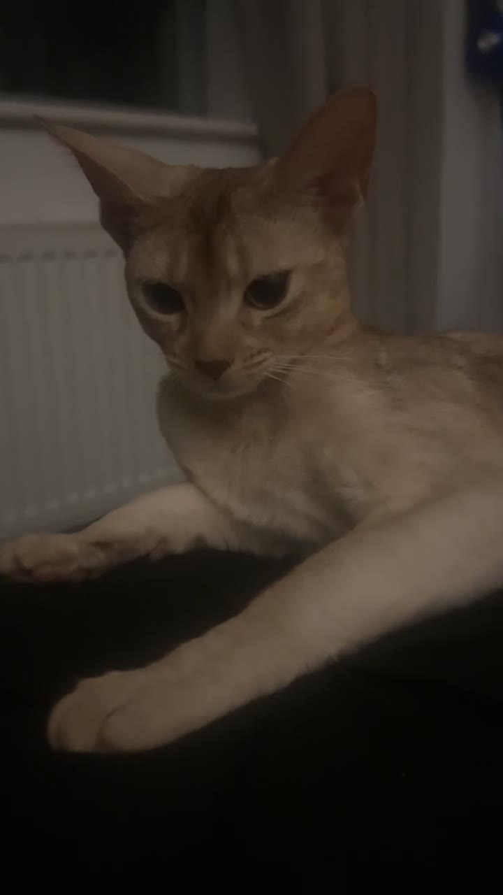 Abyssinian cats for sale: 2 Abyssinian cats 1 years old brother and sister in London - Video 1
