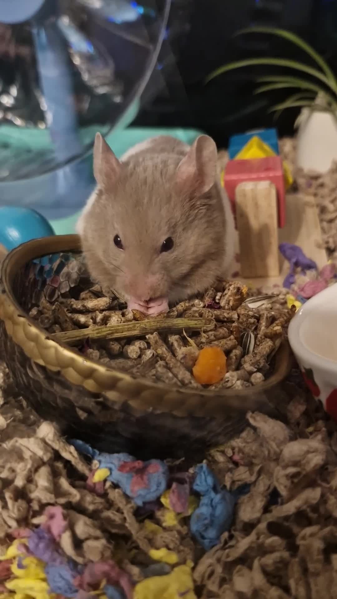 Hamster rodents for sale: Syrian male hamster with big enclosure - Video 2