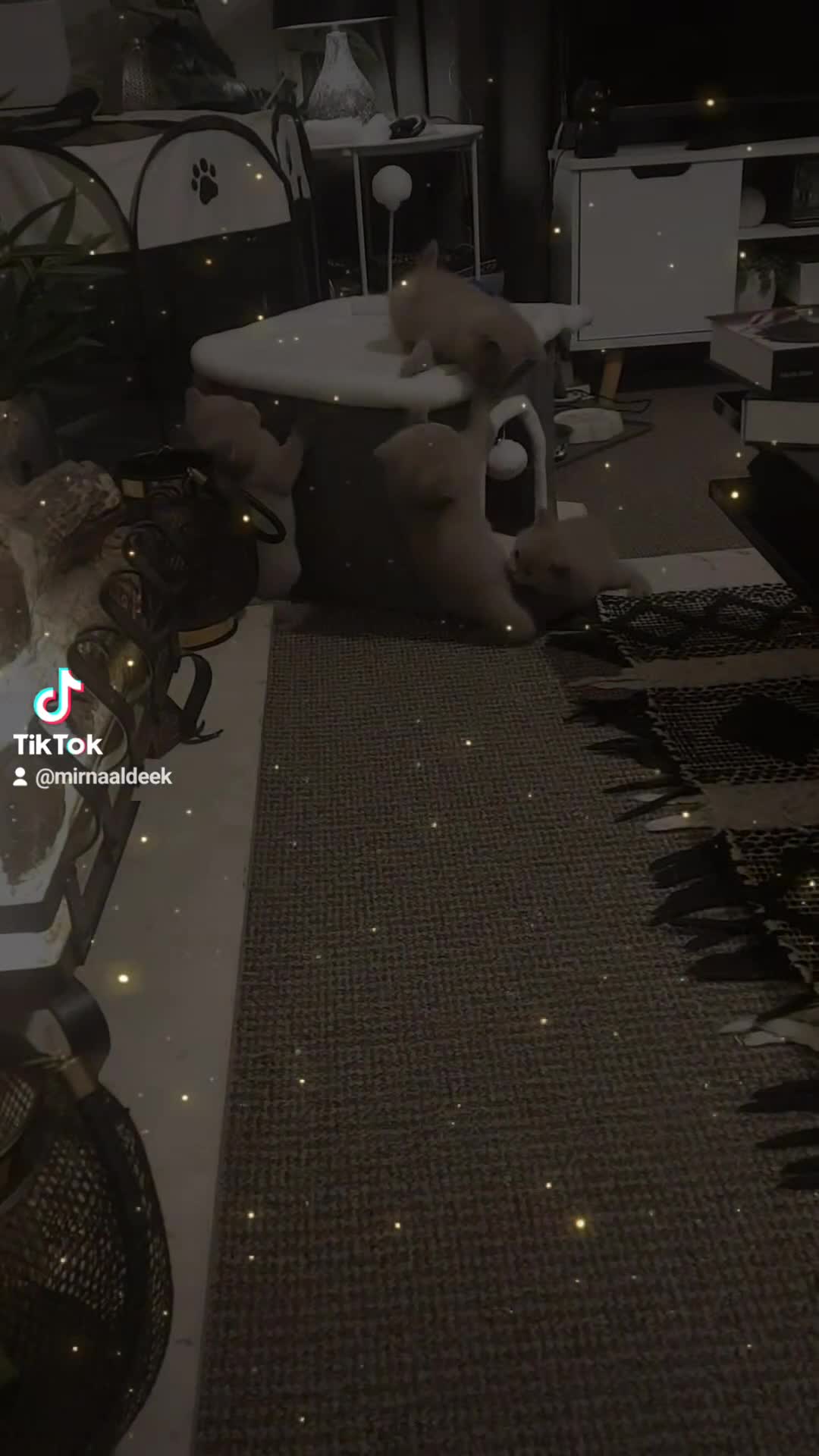 British Shorthair cats for sale: STUNNING BSH LILAC KITTENS 3 MALES/1 FEMALE  - Video 1