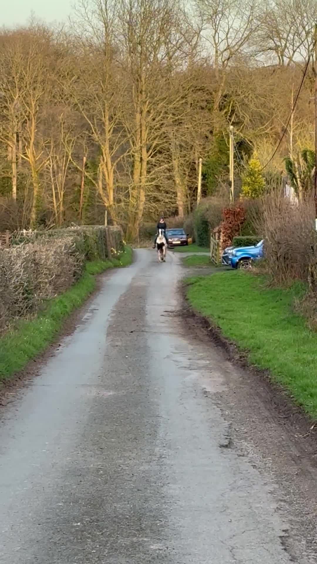 Irish Cob horses for sale: Ride and drive gelding  in Hereford - Video 1