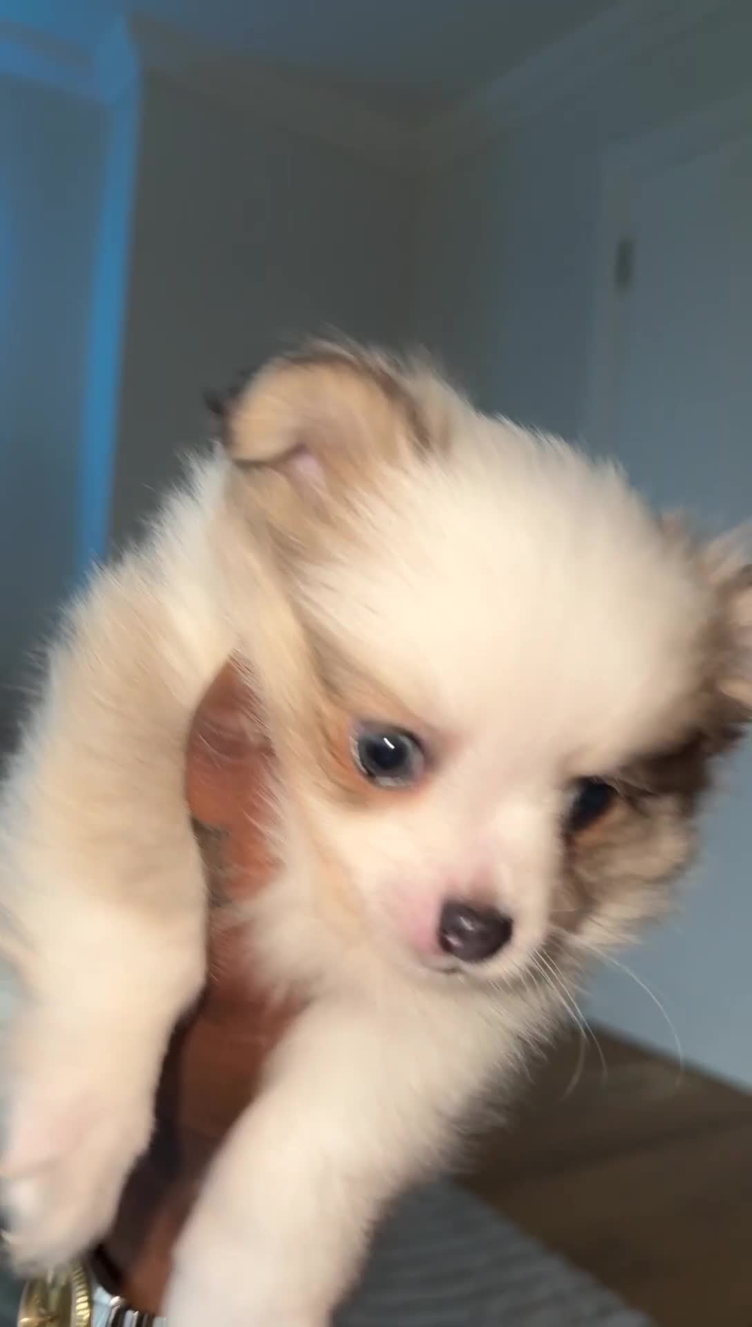 Pomchi dogs for sale: I have to sell my little man - Video 4