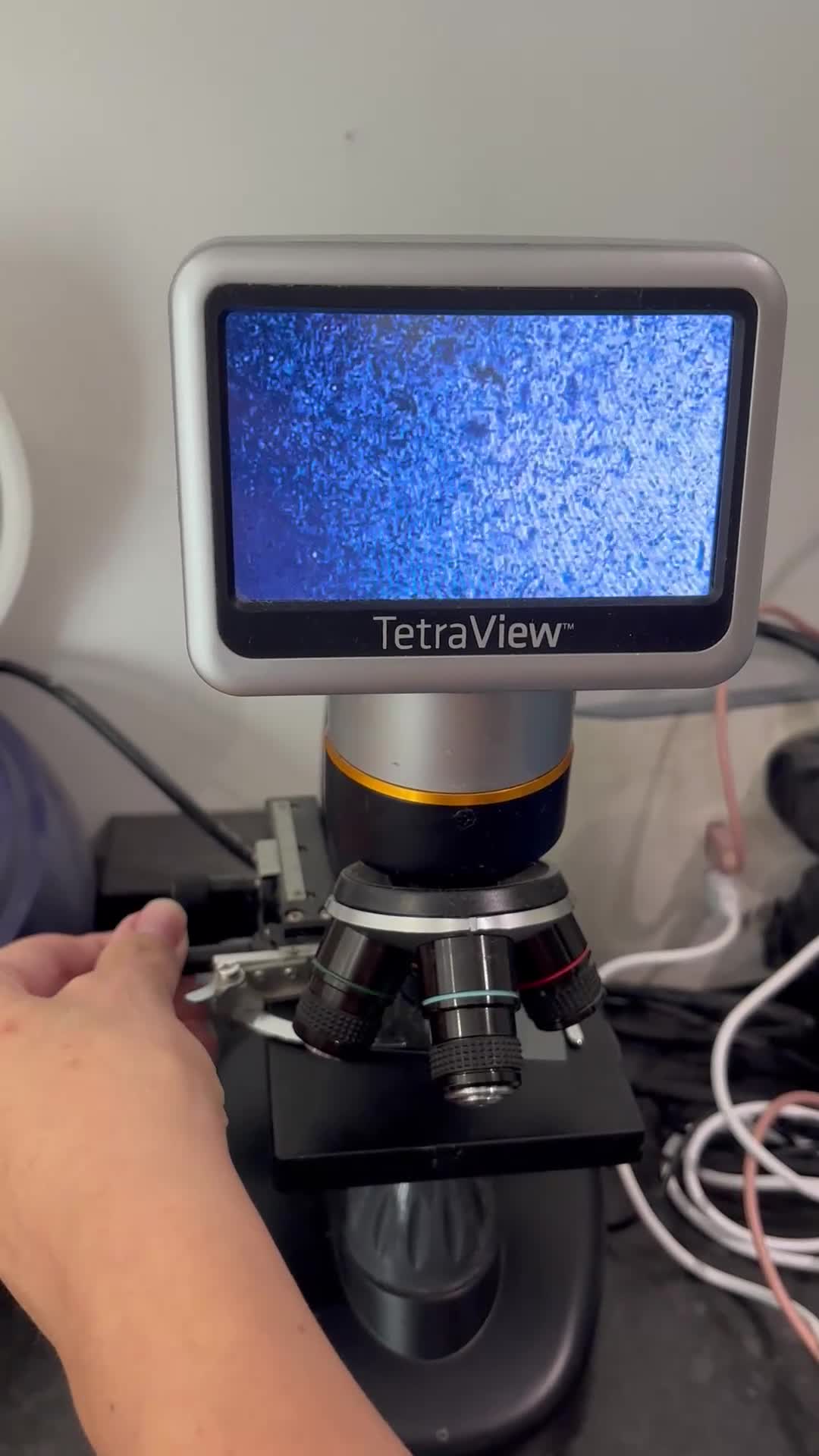 French Bulldog dogs for stud: Tiny lilac and tan stud £300 - Video 2