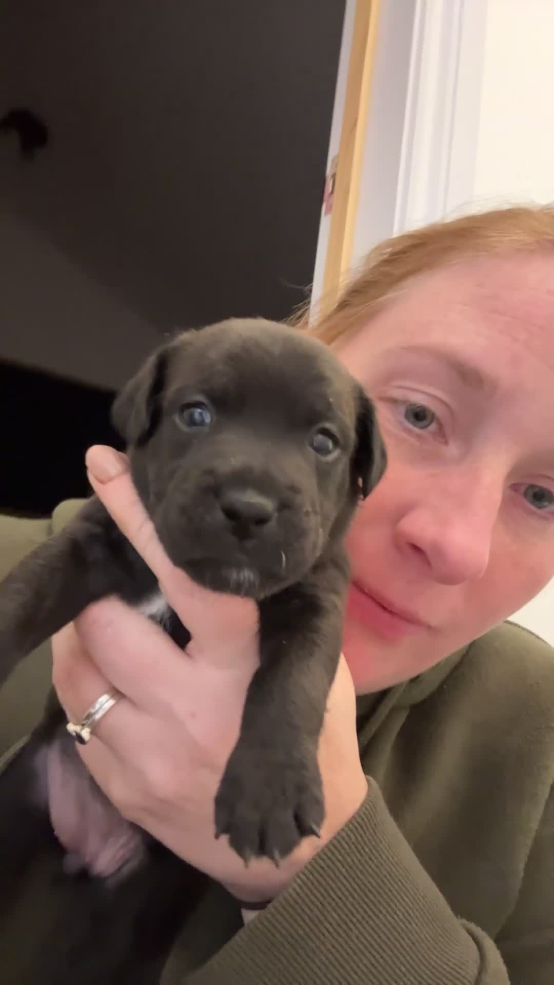 Jack Russell dogs for sale: Beautiful Jack Russell Pups 1 boy/ 1 girl  - Video 1