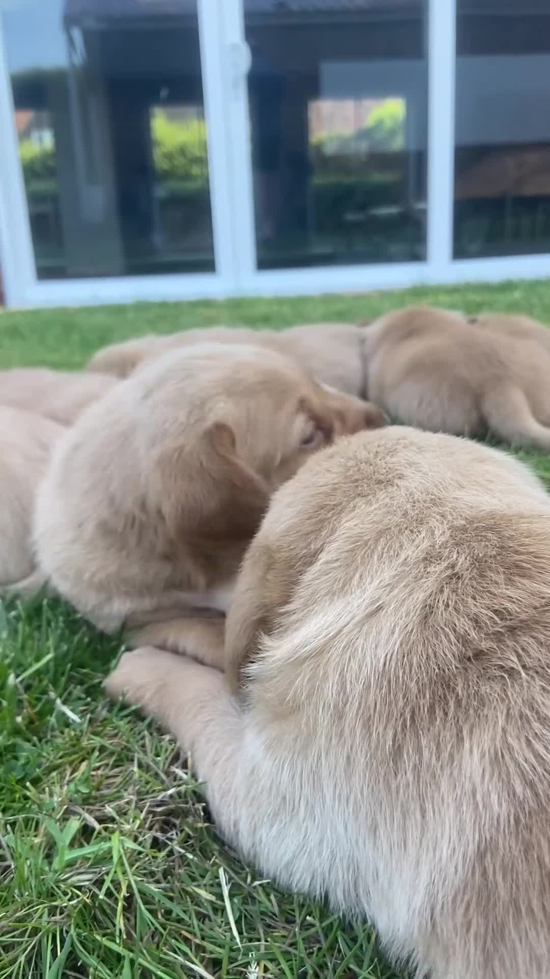 Labrador Retriever dogs for sale: Fox Red Labrador puppies with working lines in Horsham - Video 1