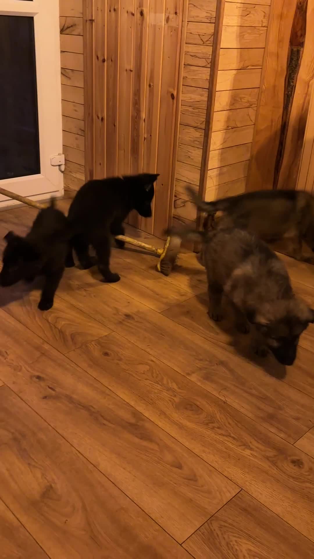 German Shepherd dogs for sale: German shepherd puppies for sale - Video 1