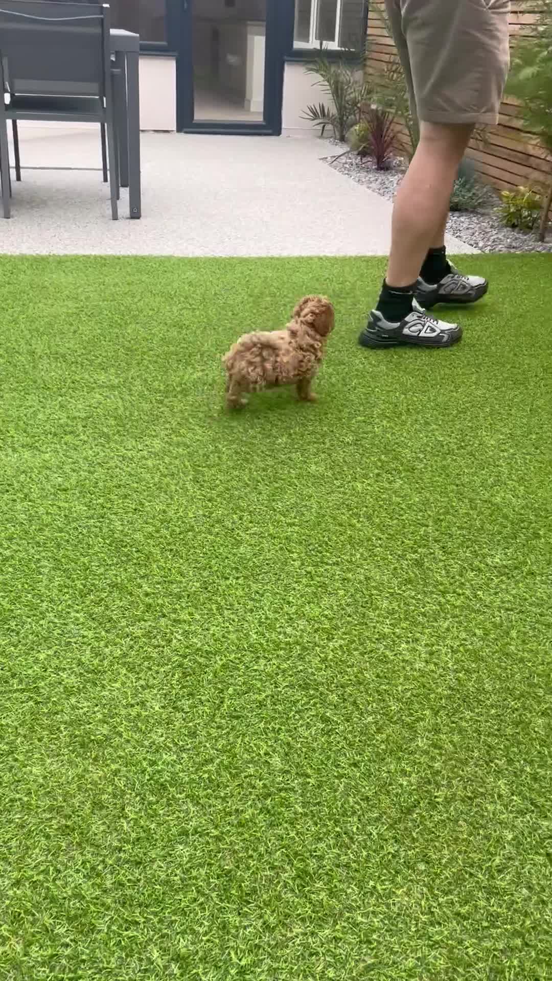 Maltipoo dogs for sale: OUTSTANDING F1b Tiny Asian Maltipoo Puppies - Video 1