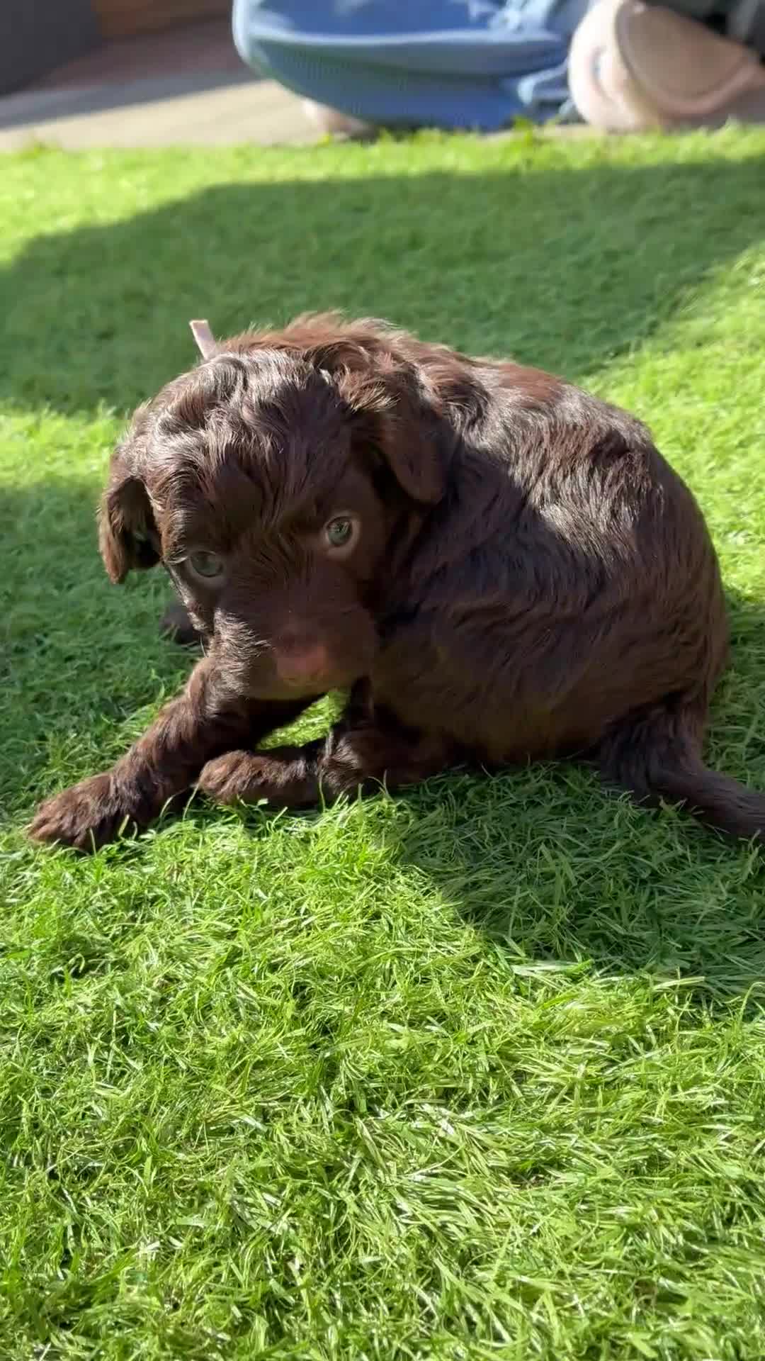 Cockapoo dogs for sale: 3 Female Gorgeous Cockapoos in Liverpool - Video 2