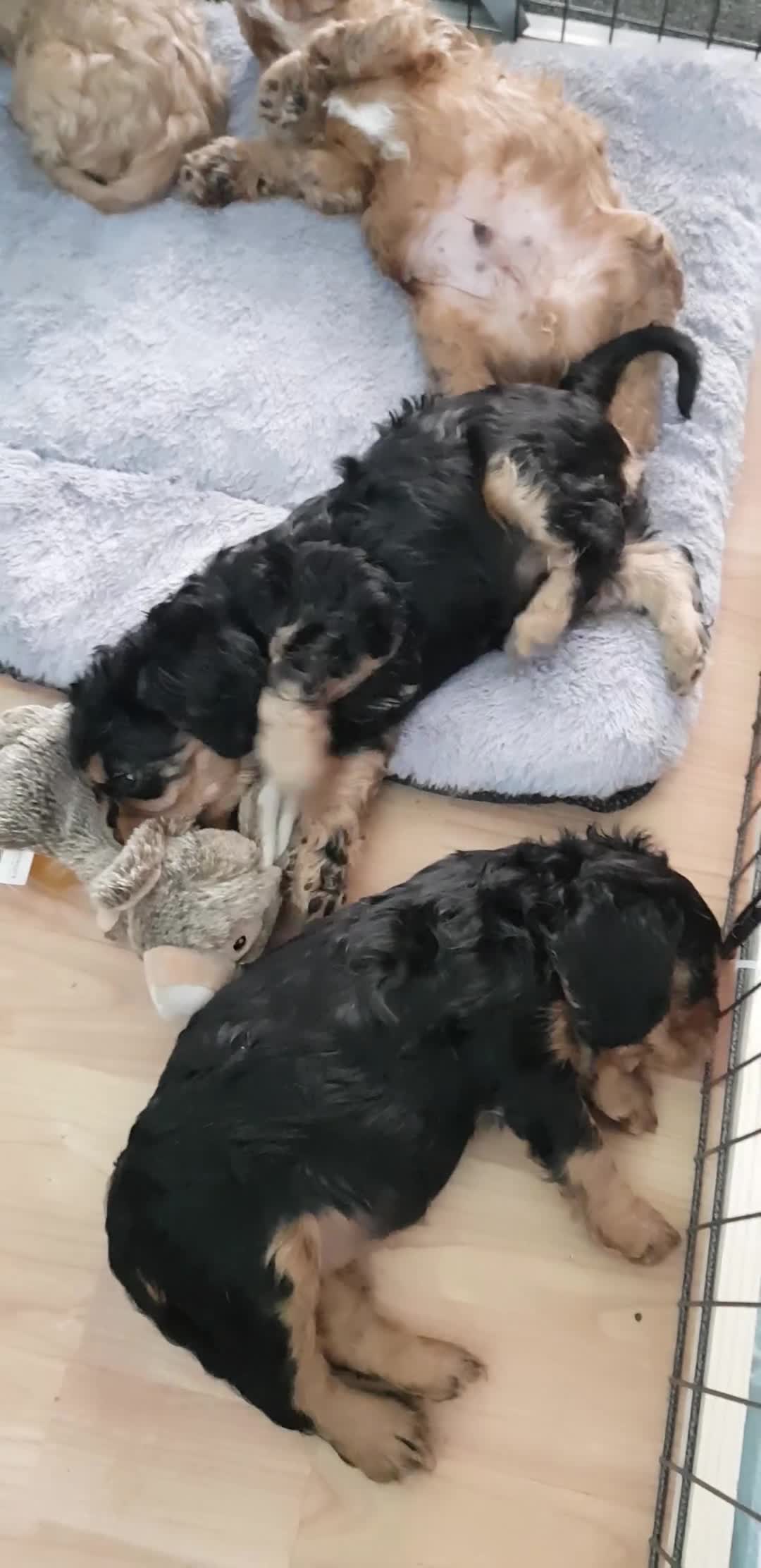 Cavalier King Charles Spaniel dogs for sale: 2 Cavalier king Charles puppies left - Video 4