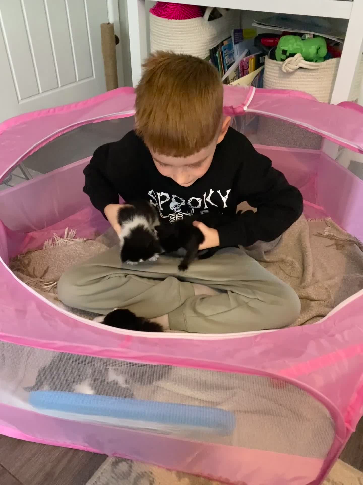 British Longhair cats for sale: 3 Gorgeous Longhaired Kittens - Video 2