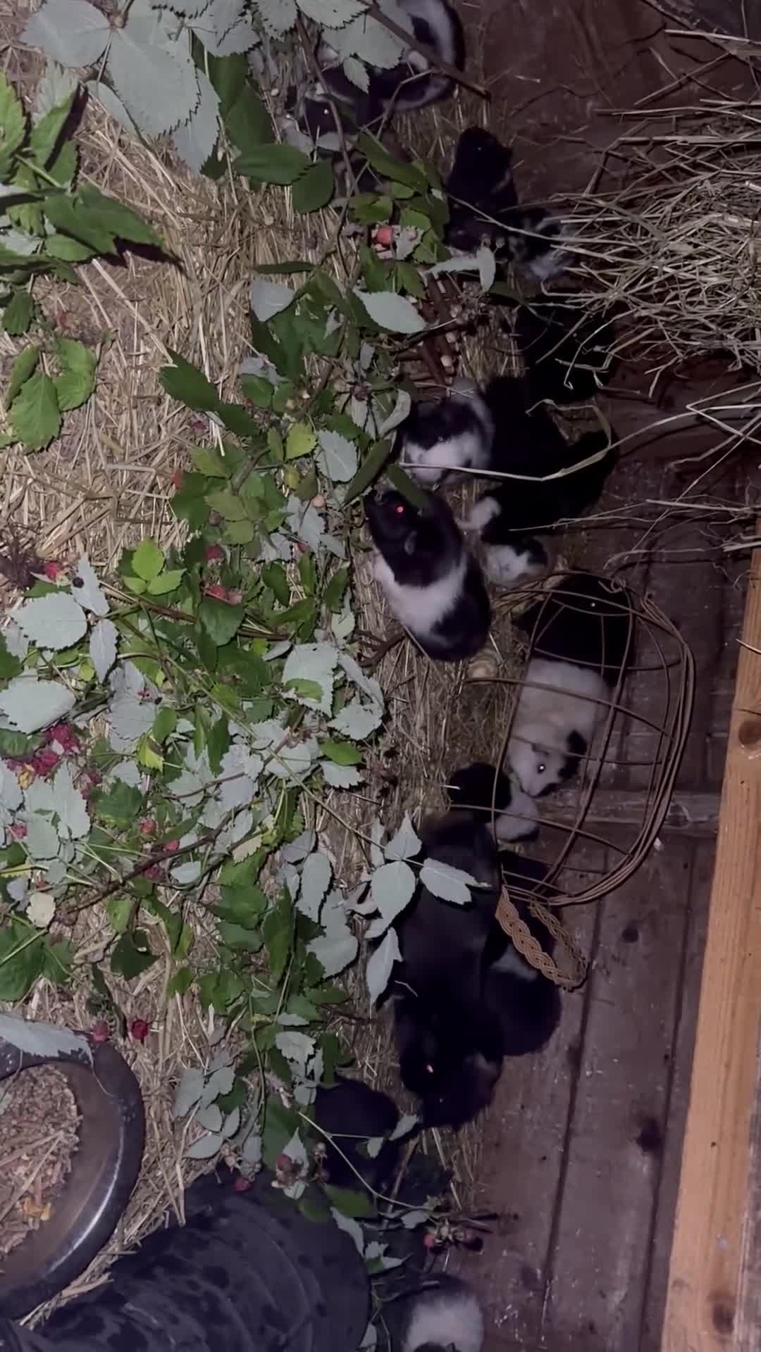 Guinea Pig rodents for sale: Guinea pigs  - Video 1