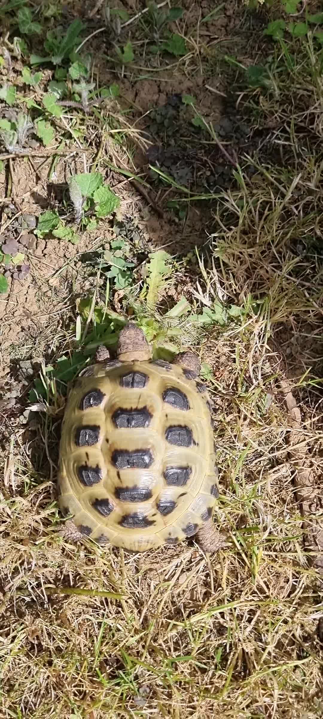 Tortoise reptiles for sale: Two Horsefield Tortoises (1 Male 1 Female) - Video 2