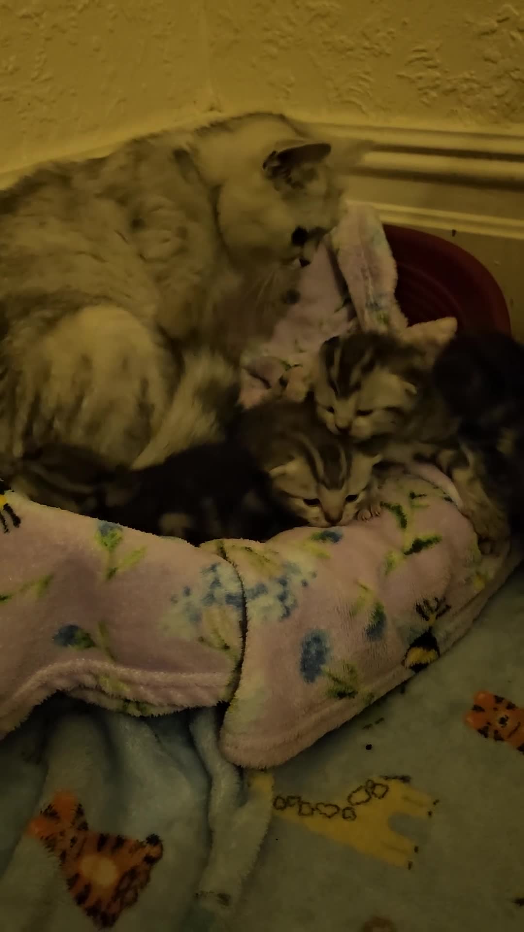 Mixed Breed cats for sale: Beautiful kittens  - Video 2