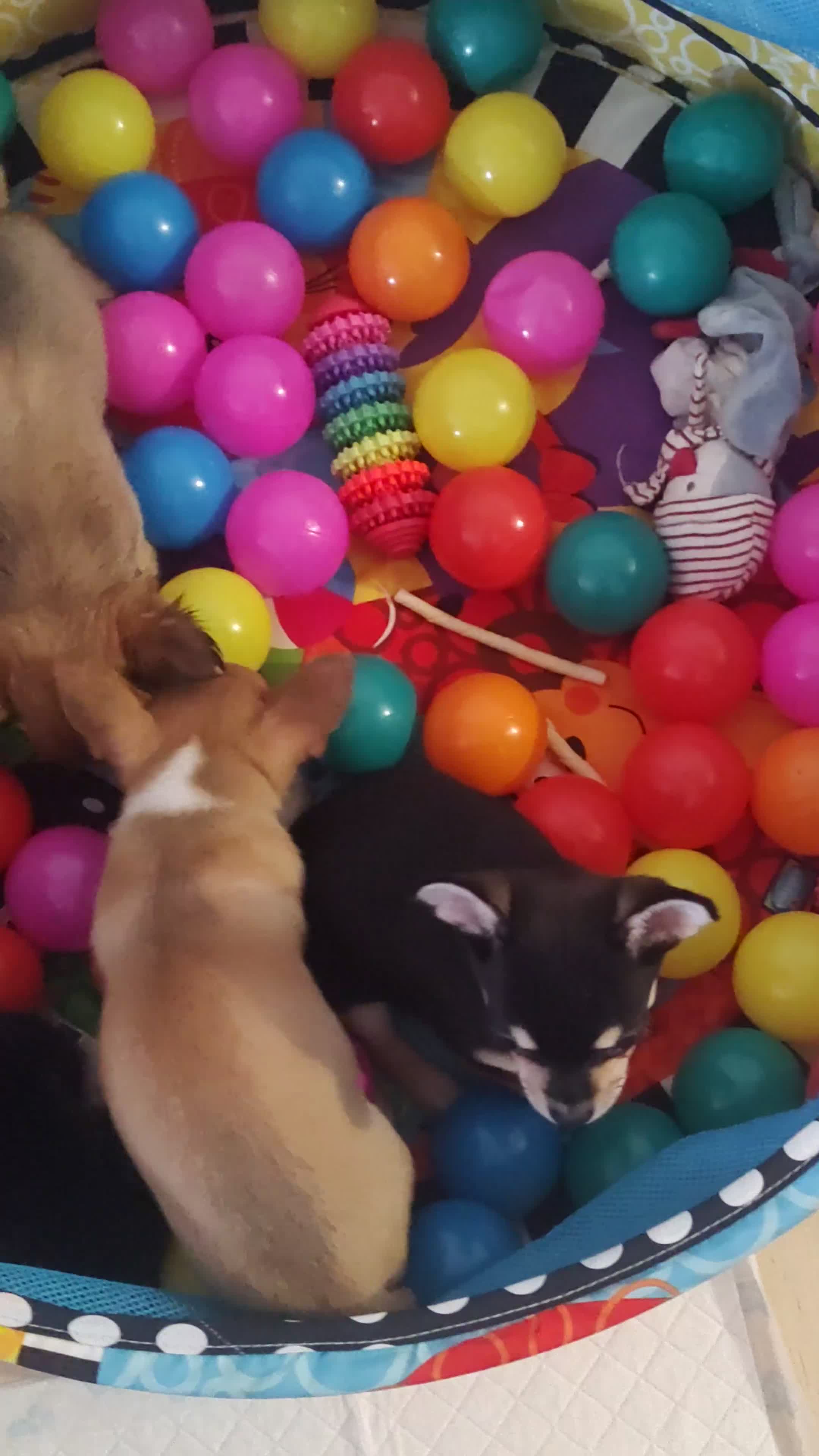 Chihuahua dogs for sale: Adorable Loving hand reared ready now Chihuahuas - Video 1