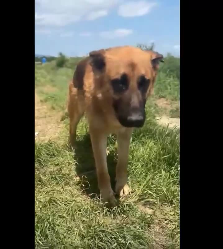 Mixed Breed dogs for adoption: 💝🐾 Introducing HANDSOME NIALL 🐾 Mixed GSD breed - Video 1