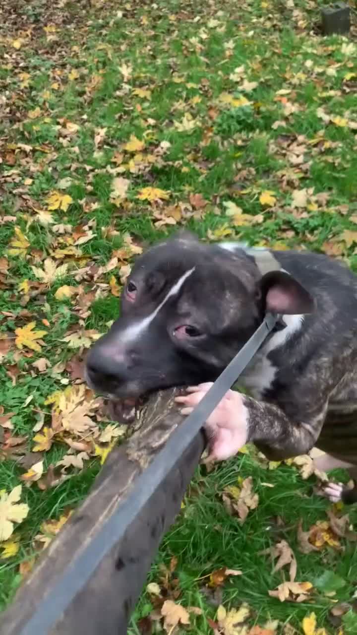 Mixed Breed dogs for sale: zeus staffordshirebull terrier in Chesterfield - Video 3
