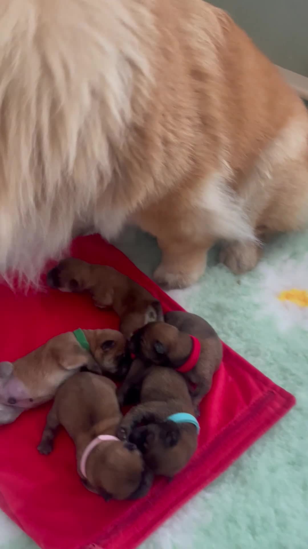 Chow Chow dogs for sale: 5 OUTSTANDING CHOW PUPS - Video 1