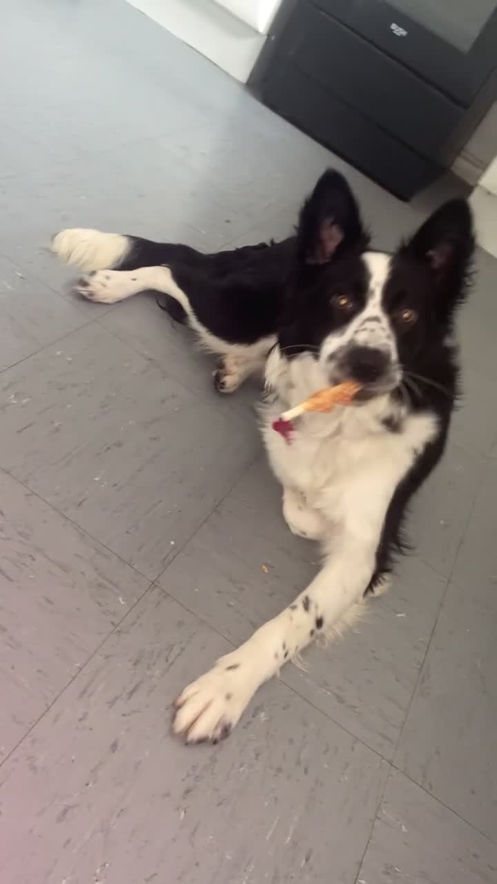Border Collie dogs for sale: 8 month old female border collie  in Wallsend - Video 1