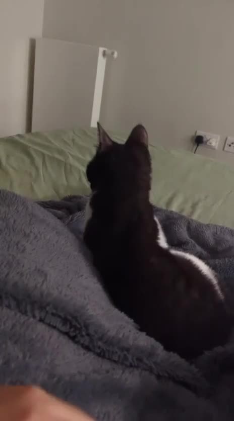 Mixed Breed cats for adoption: DAISY - SOFT GENTLE SPAYED KITTEN USED TO DOG - Video 3