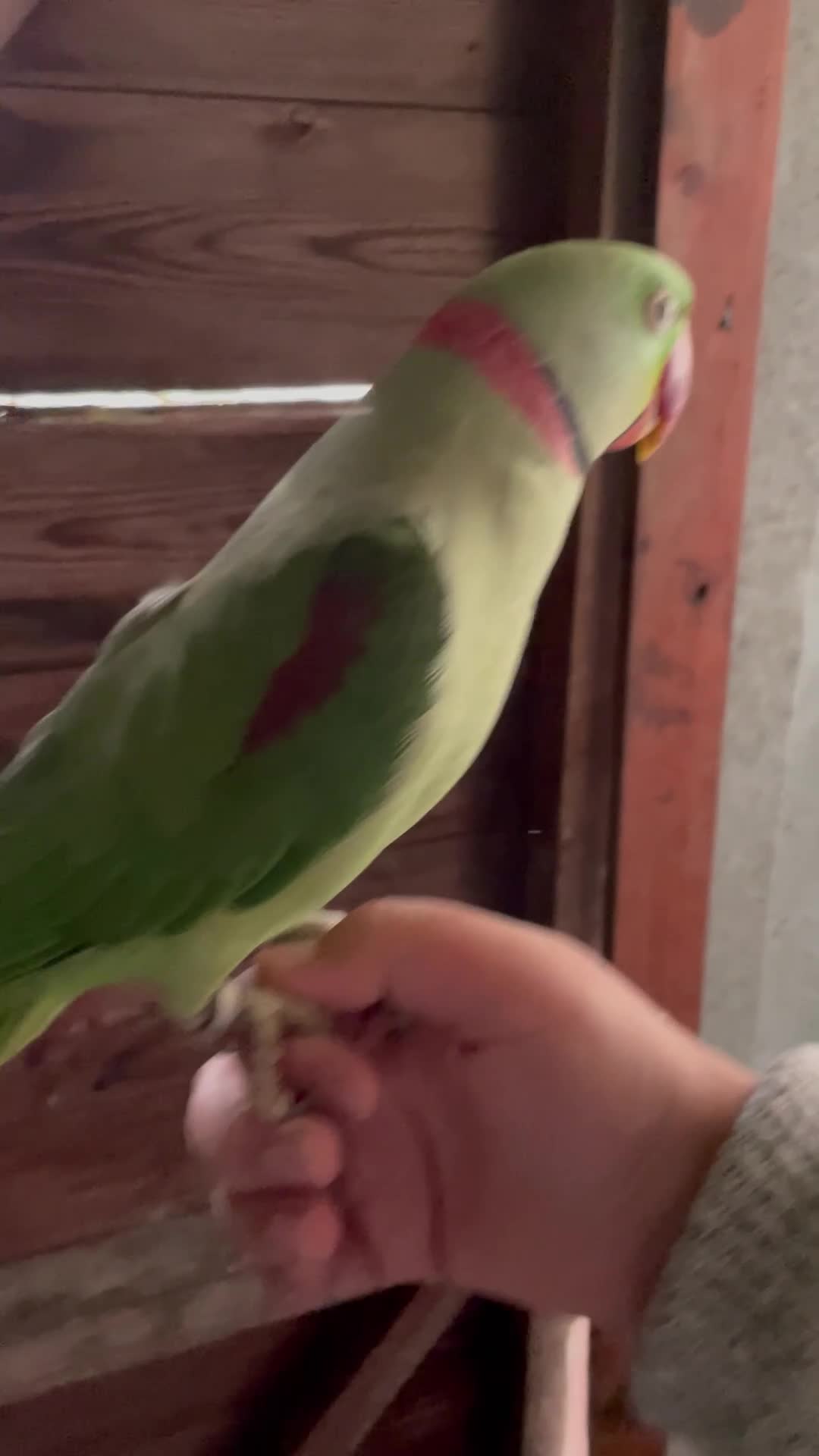 Parrots birds for sale: Alaxandrian parrot  - Video 1