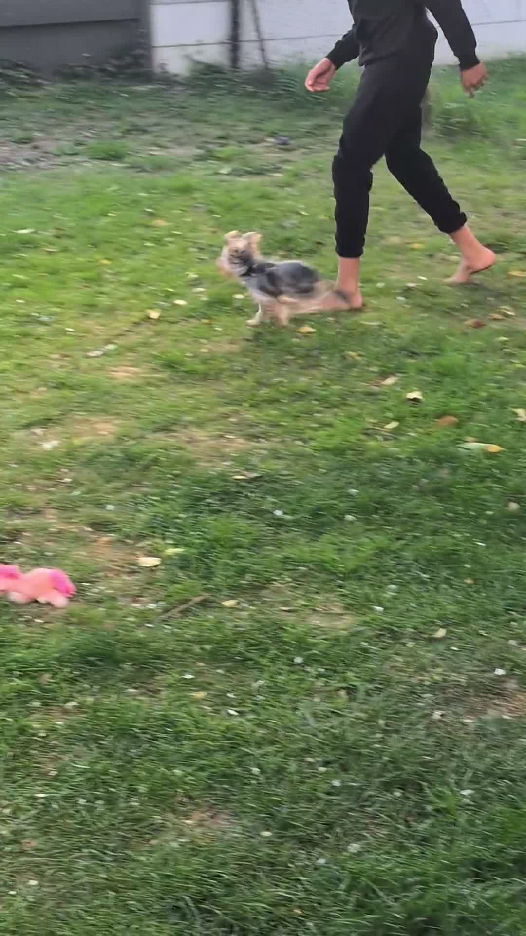 Yorkshire Terrier dogs for stud: Confident Yorkshire Terrier STUD - Video 1