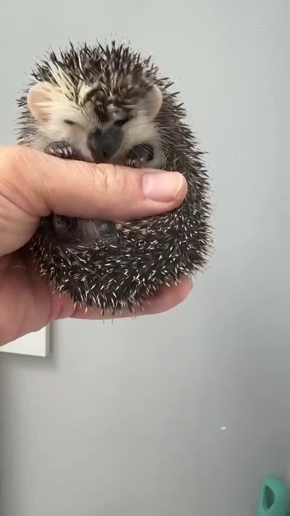 Pygmy Hedgehog rodents for sale: Female African Pygmy Hedgehog  - Video 1