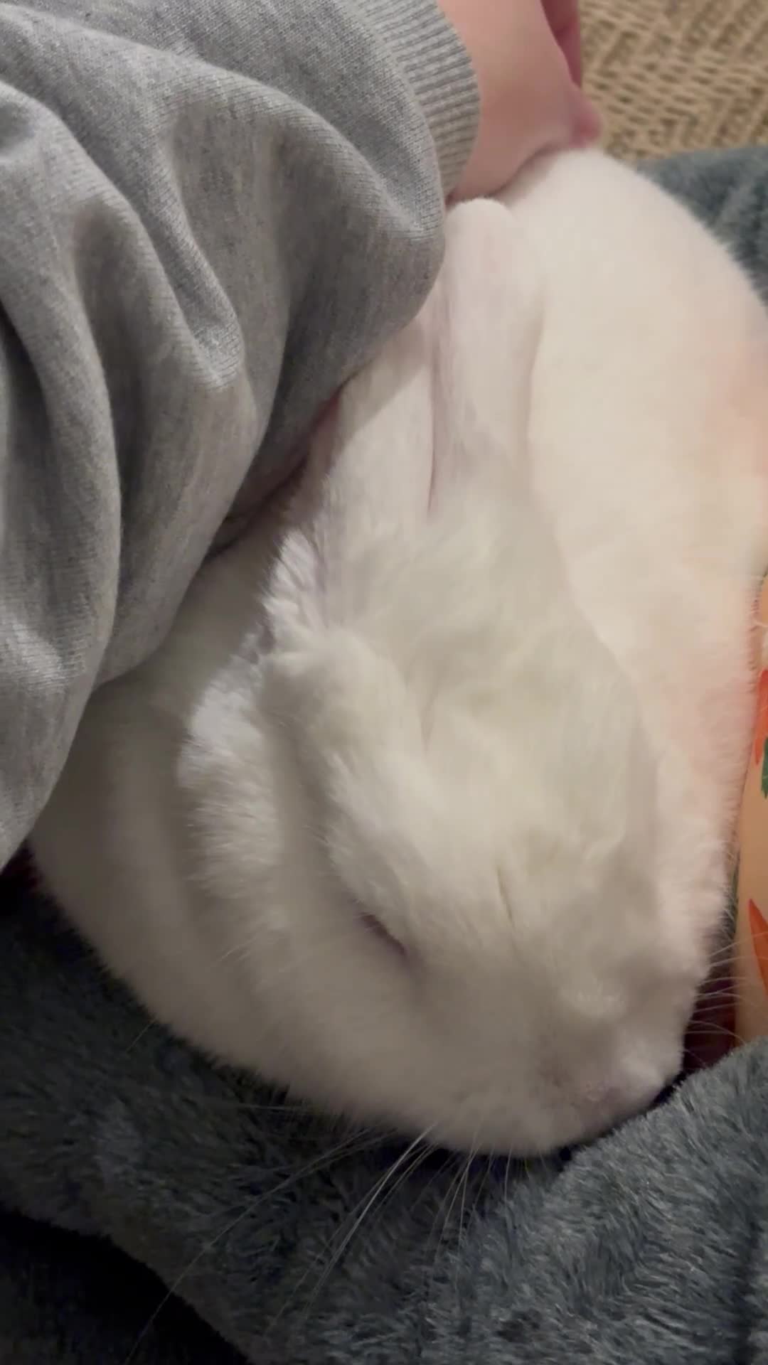 Mixed Breed rabbits for sale: Cotton looking for new cuddles - Video 1