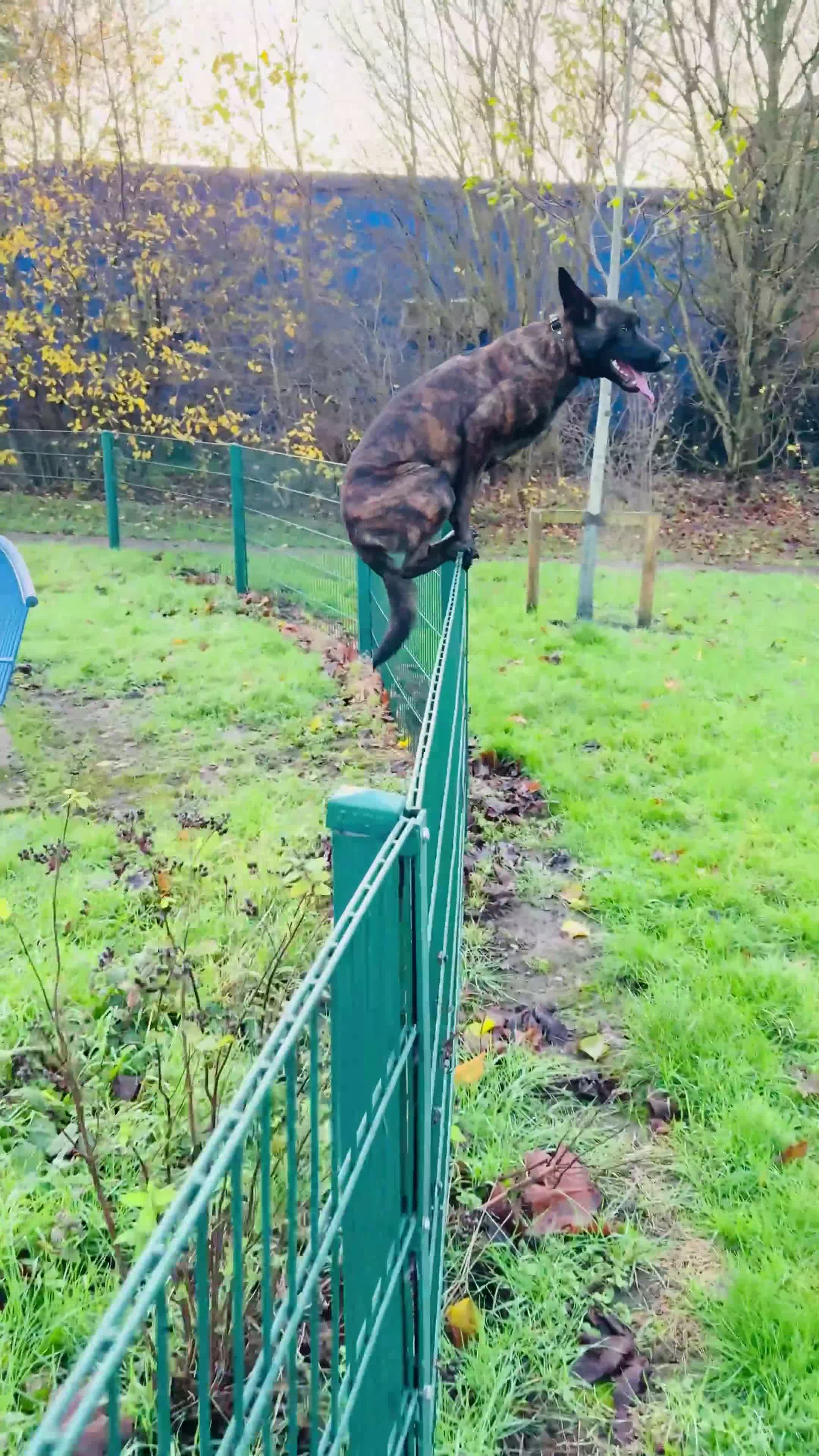 Belgian Shepherd Dog dogs for sale: Belgium Malinois  puppies  - Video 2